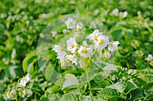 Potato flower