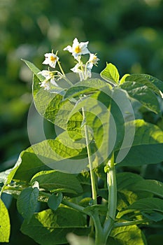 Potato flower