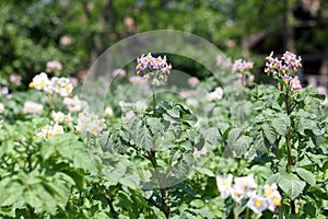 Potato flower agriculture