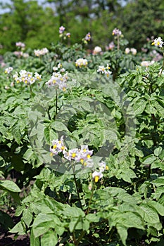Potato flower agriculture