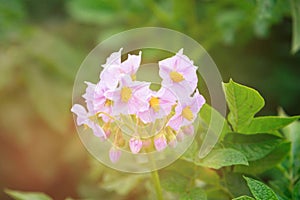 Potato flower burst with lens flare on smooth green garden background