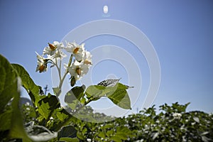 The potato flower