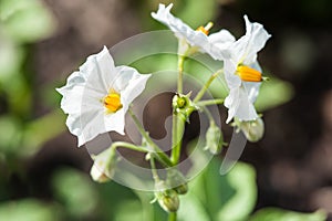 Potato flower