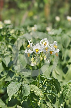 Potato flower