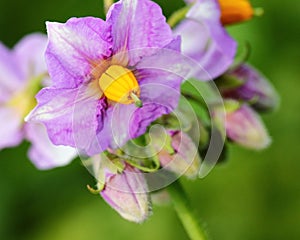 Potato flower