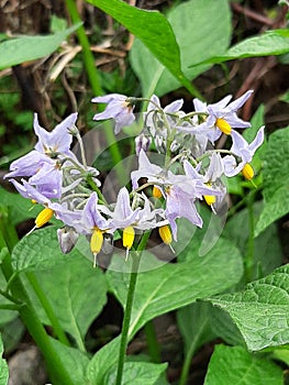 Potato flower photo