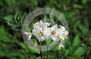 Potato Flower, solanum tuberosum