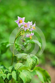 Potato flower