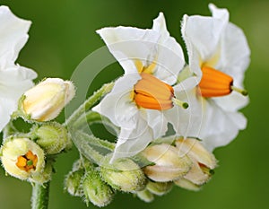 Potato flower