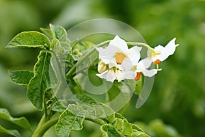 Potato flower