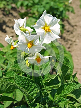 Potato flowers