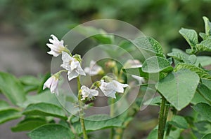 Potato flowers