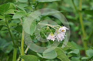 Potato flowers