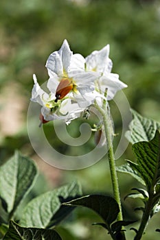 Potato flowers