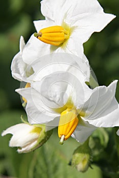 Potato flowers