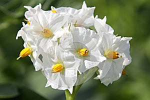 Potato flowers