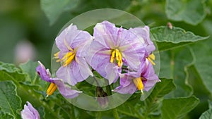 Potato flowers