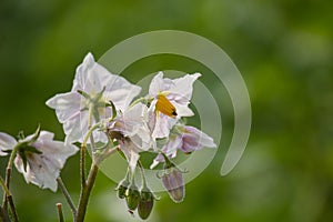 Potato Flowers in the Field