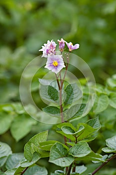 Potato flowers