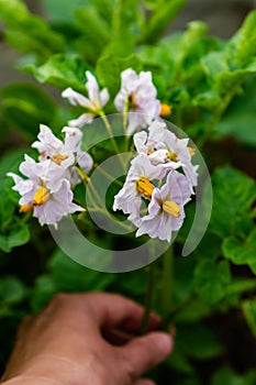 Potato flowers and leaves, potatoes grown above ground, malum terrae