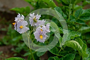 Potato flowers and leaves, potatoes grown above ground, malum terrae
