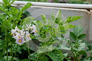 Potato flowers and leaves, potatoes grown above ground, malum terrae