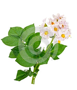 Potato flowers