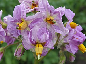 The potato flowers are purple.