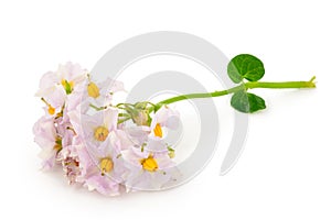 Potato flowers