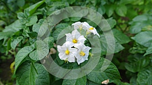 Potato flowers