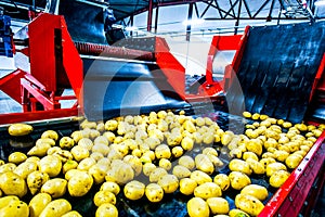 Potato on food factory. Sorting and packing machine