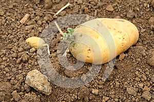 Potato germinating