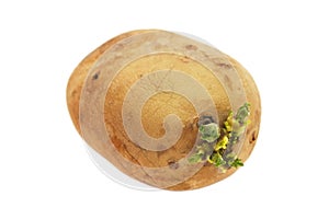 Potato Germinating
