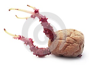 Potato germinating