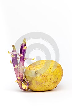 Potato  germinating on white background