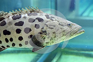 Potato Grouper