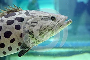 Potato Grouper