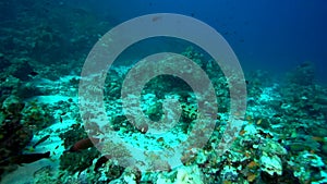 Potato grouper Epinephelus tukula in coral of Red sea Sudan