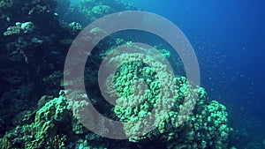 Potato grouper Epinephelus tukula in coral of Red sea Sudan