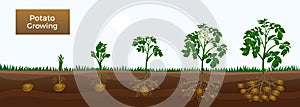 Potato Growth Stages Banner