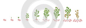 Potato growth stages. Vector Illustration growing plants. Solanum tuberosum. The life cycle of the potato plant. Root