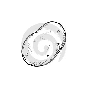 Potato hand drawn sketch icon.