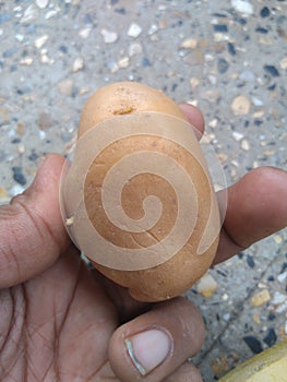 Potato in a hand, indian potato is daily rooting use for a vegetable cooking