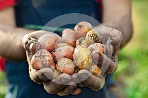 Potato in hands of a farmer