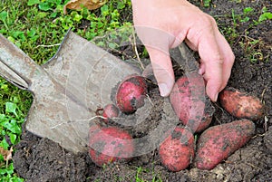 Potato harvest
