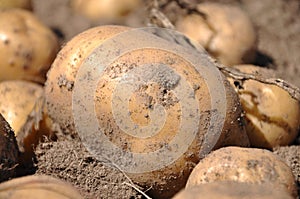 Potato harvest