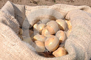 Potato harvest