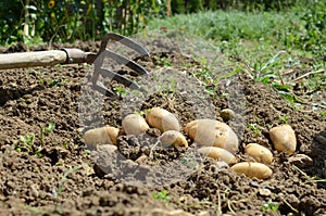 Potato harvest