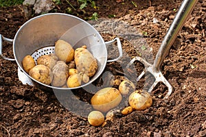 Potato harvest with bar spade