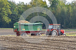 Potato Harvest